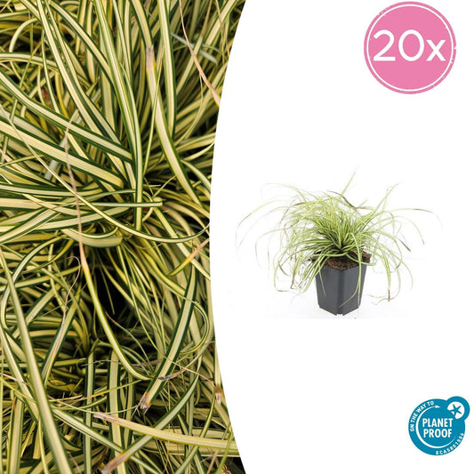 20x Carex oshimensis 'Evergold' Bodendecker | Pflanzfix24.de - Pflanzfix24.de