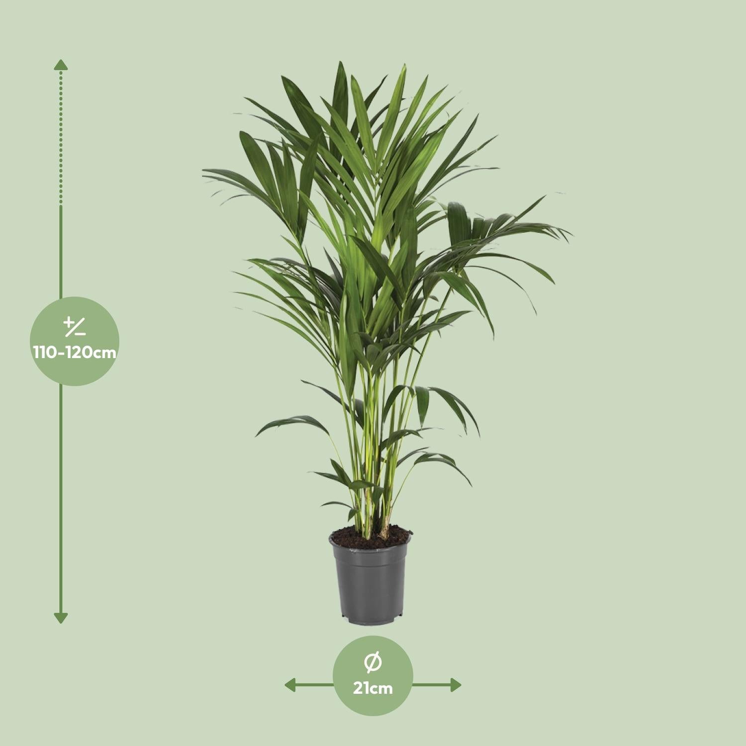 Kentia-Palme - Howea Forsteriana - Ø21cm - ↕120cm - Pflanzfix24.de - Pflanzfix24.de
