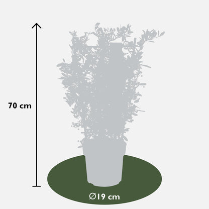 Pyracantha coccinea Red Star - Pflanzfix24
