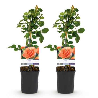 GreenboutiQ - Kletterrose - Rosa Orange Climber - 2 Pflanzen - Pflanzfix24.de - Pflanzfix24.de