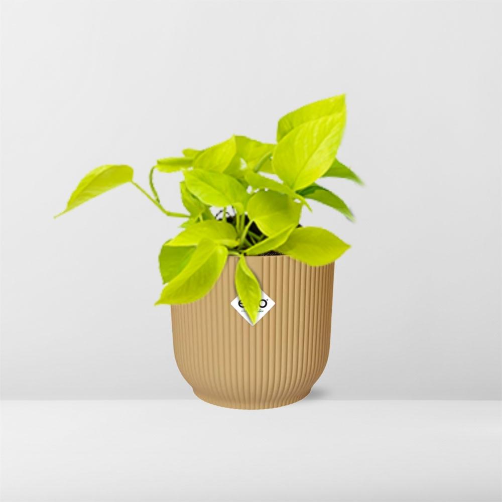 Epipremnum aureum 'Goldener Pothos' - pflanzfix24