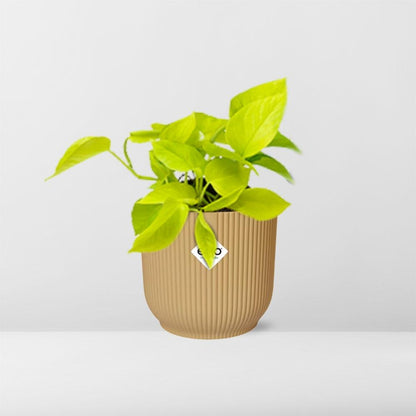 Epipremnum aureum 'Goldener Pothos' - pflanzfix24