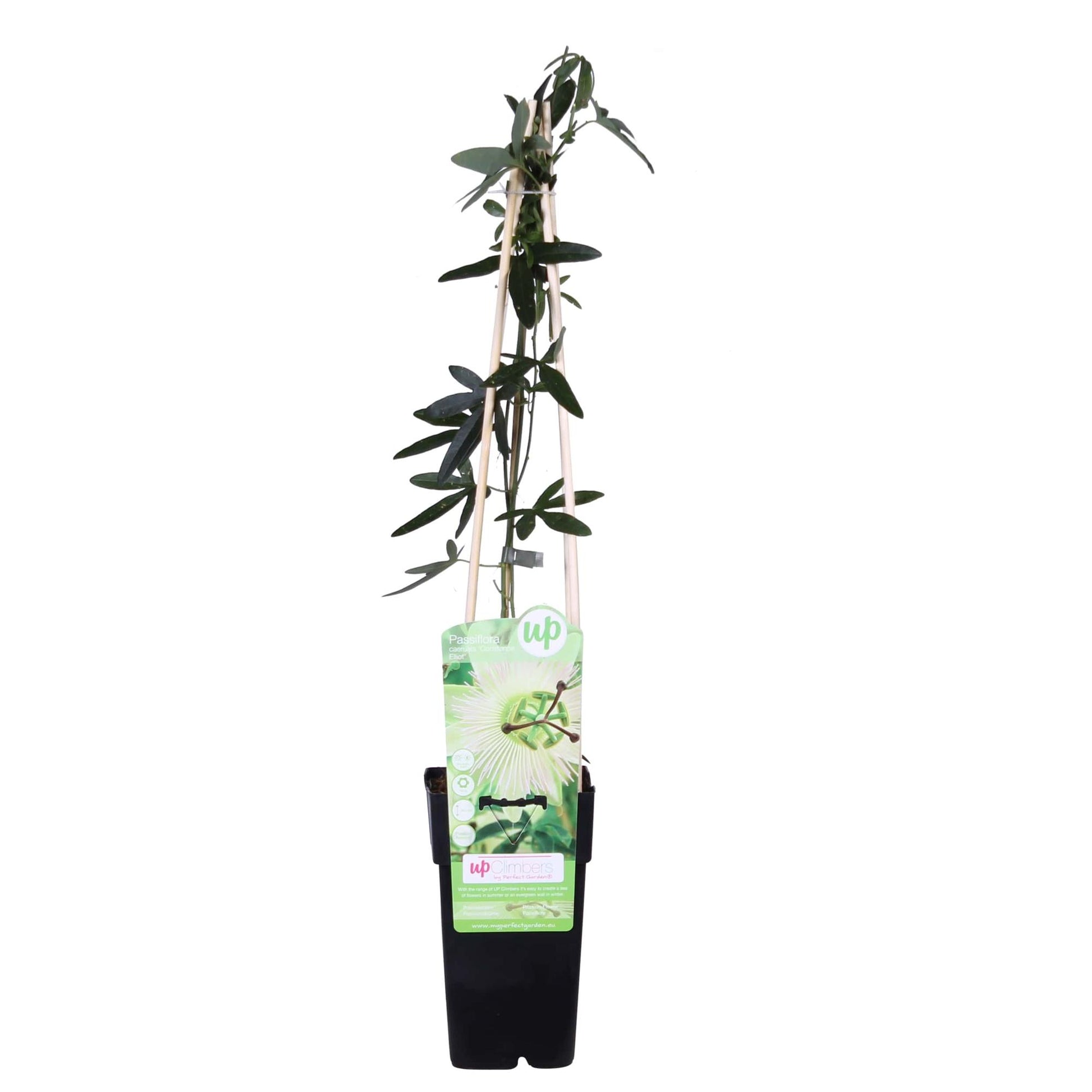 Passiflora Constance Elliot Weiß Ø15cm – Kletterpflanze | Pflanzfix24.de - Pflanzfix24.de
