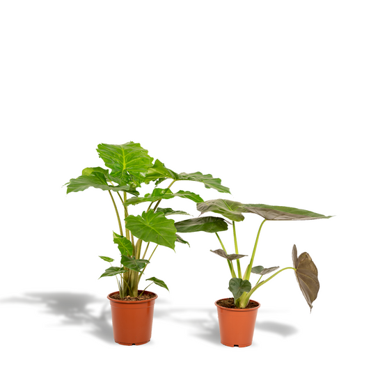 Alocasia Wentii + Portodora - Set - 2 Zimmerpflanzen - Pflanzfix24