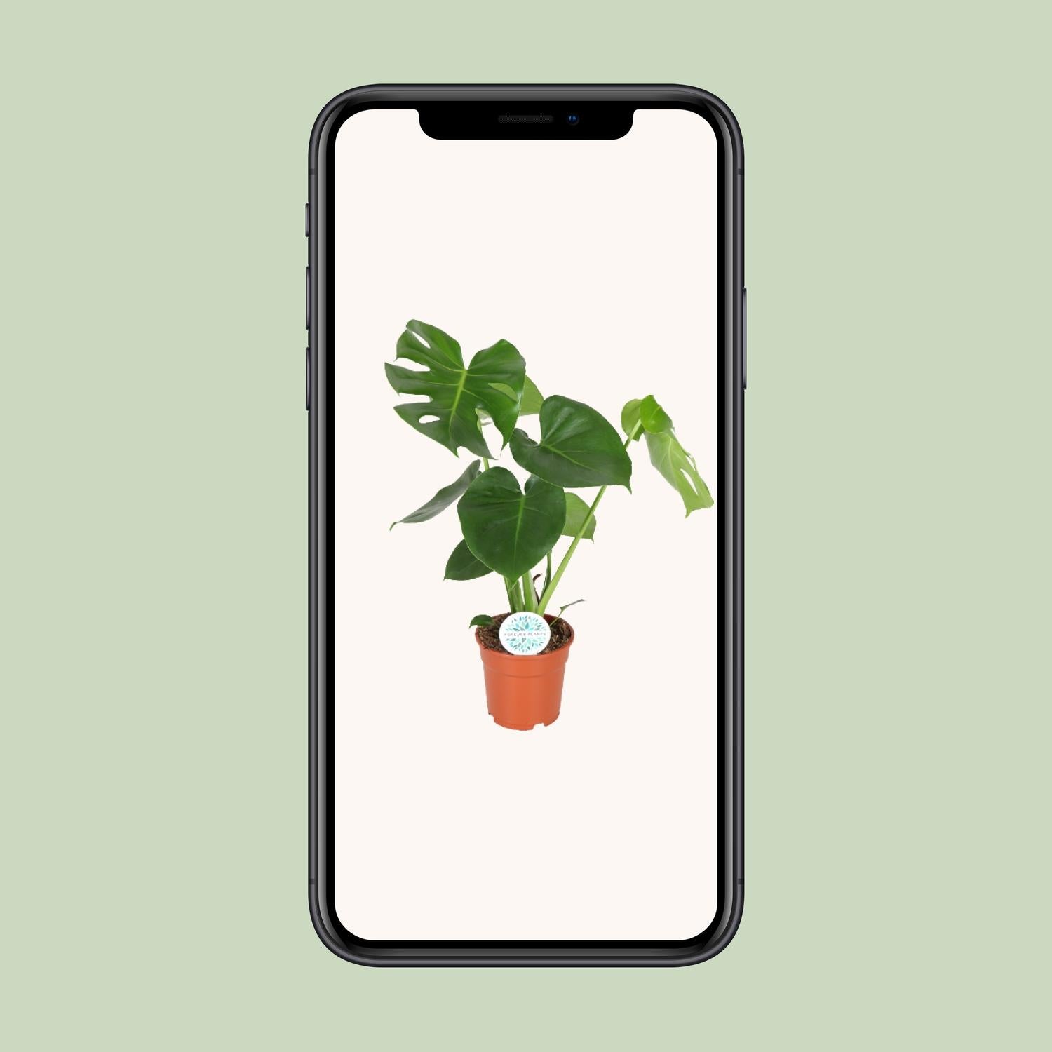 Monstera Deliciosa - Ø17cm - ↕55cm - Pflanzfix24.de - Pflanzfix24.de