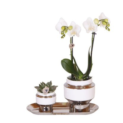 Pflanzfix24 - Set aus weißer Orchidee und Succulent auf Silbertablett - frisch vom Züchter