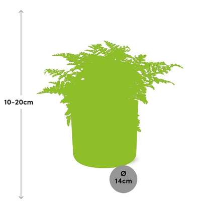 Asplenium Parvati in ELHO b.for soft rond 14cm brique - Pflanzfix24