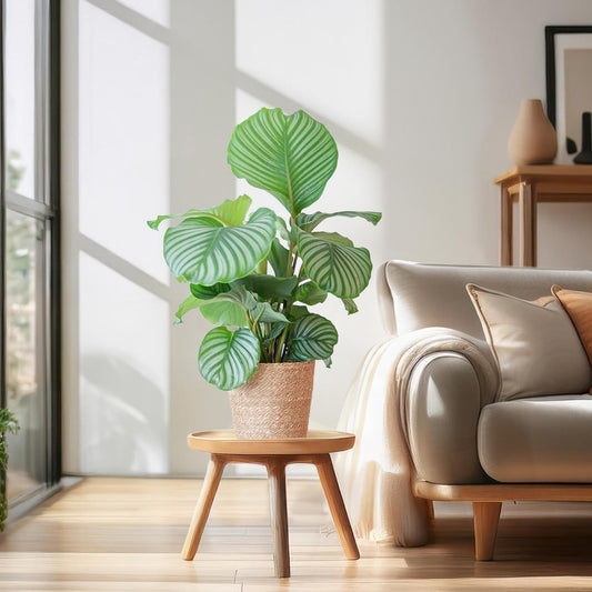 Calathea Orbifolia im Sofia-Korb | pflanzfix24