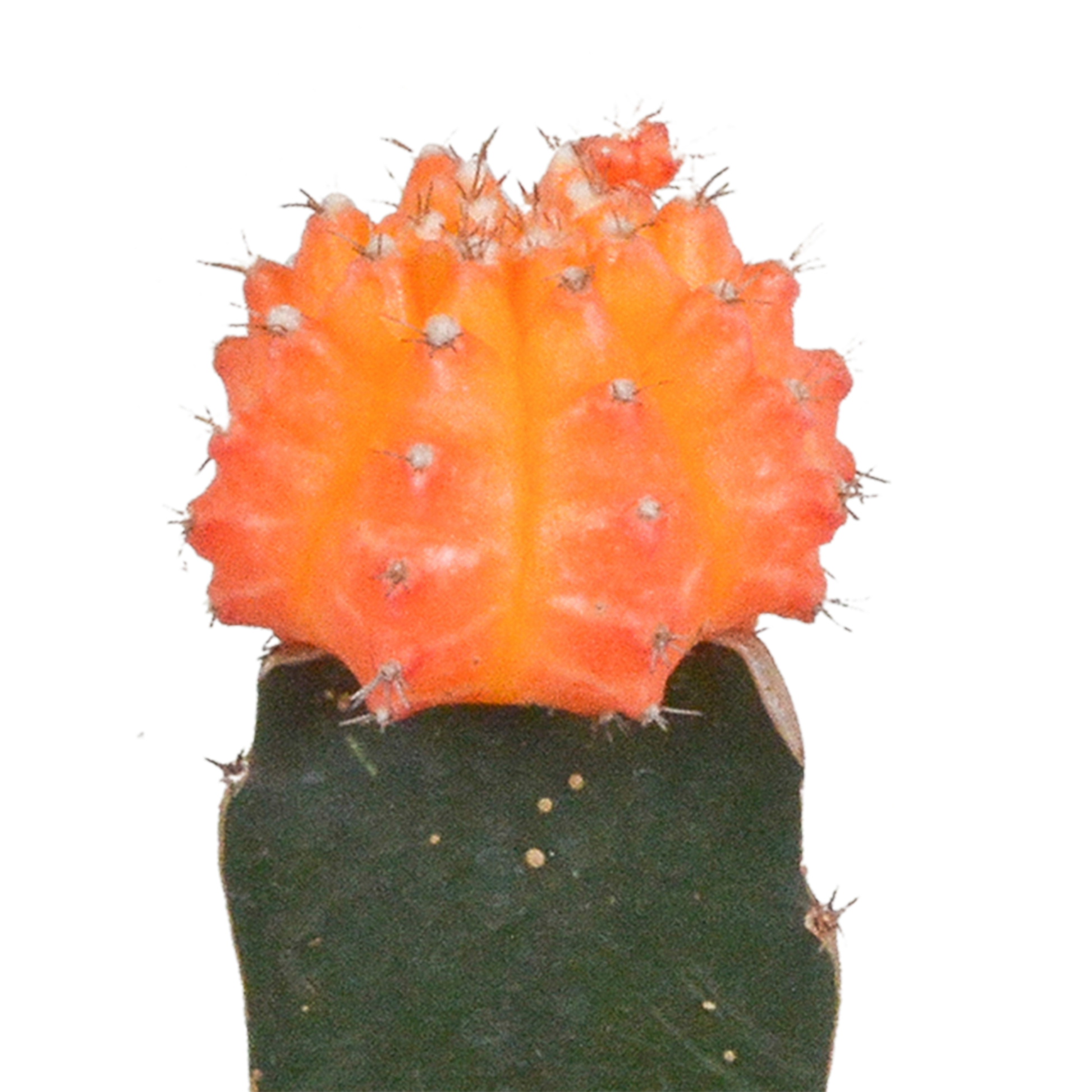 Euphorbia meloformis variegata - Gymnocalycium mix - 5,5cm - 3x - Pflanzfix24.de - Pflanzfix24.de