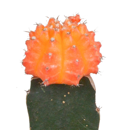 Euphorbia meloformis variegata - Gymnocalycium mix - 5,5cm - 3x - Pflanzfix24.de - Pflanzfix24.de