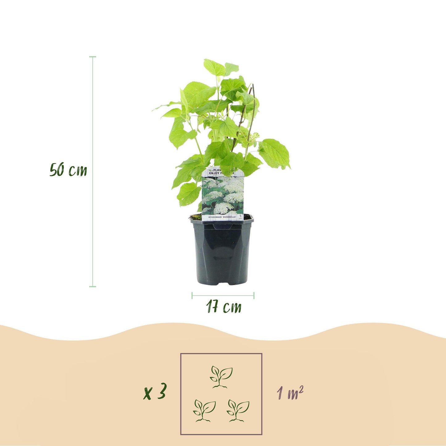 GreenboutiQ - Rispenhortensie - Hydrangea arborescens Annabelle - Blüte Weiß - 3 Pflanzen - 1 m2 - Laubabwerfend - Große Blüten - Topf 17cm Höhe 50cm - Pflanzfix24.de