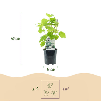 GreenboutiQ - Rispenhortensie - Hydrangea arborescens Annabelle - Blüte Weiß - 3 Pflanzen - 1 m2 - Laubabwerfend - Große Blüten - Topf 17cm Höhe 50cm - Pflanzfix24.de
