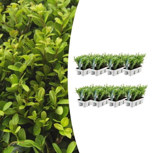 8 x 6 pack Ilex crenata 'Jenny' - Ø7 cm - Pflanzfix24.de - Pflanzfix24.de