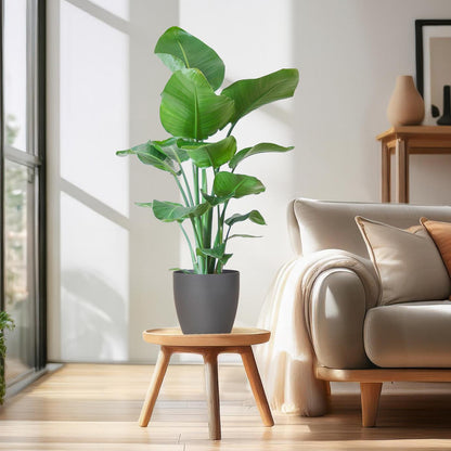 Strelitzia Nicolai 80 cm Ø21 mit grauem Viber-Topf | Pflanzfix24.de - Pflanzfix24.de