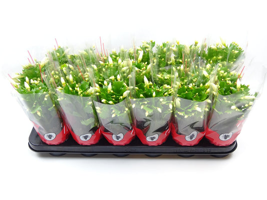 Schlumbergera 9 Cm Wit - Ø9cm - ↕25cm - Pflanzfix24