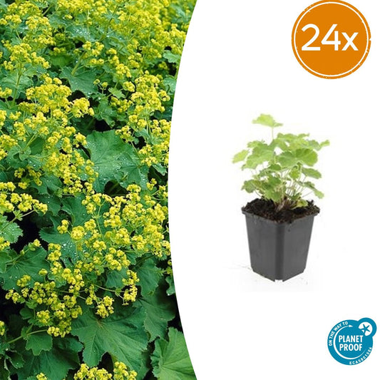 24x Alchemilla mollis - Frauenmantel - 10-25cm - Ø9cm - Pflanzfix24