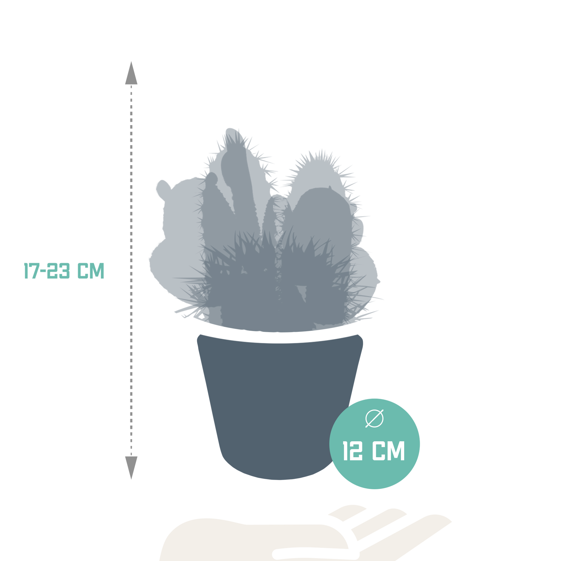 Kakteenmischung 10,5 cm - 3x - in witte pot - Pflanzfix24.de - Pflanzfix24.de