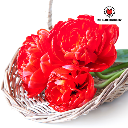 Bombastic Red Tulpenbollen – 20 stuks | Pflanzfix24® | Rode Dubbelbloemige Pioentulp