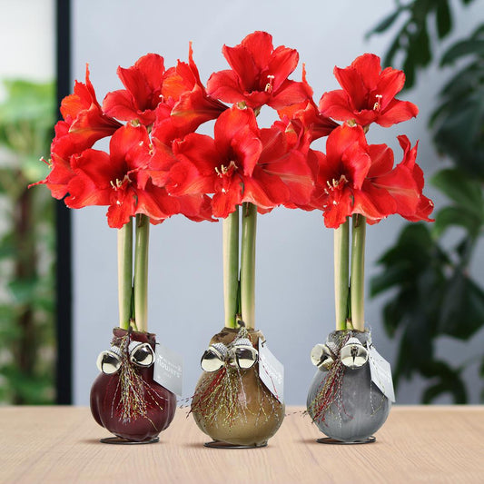 No Water Flowers® (wax amaryllis) | Waxz® Jingle Bellz Mix (3 pack) + Red flower - Pflanzfix24