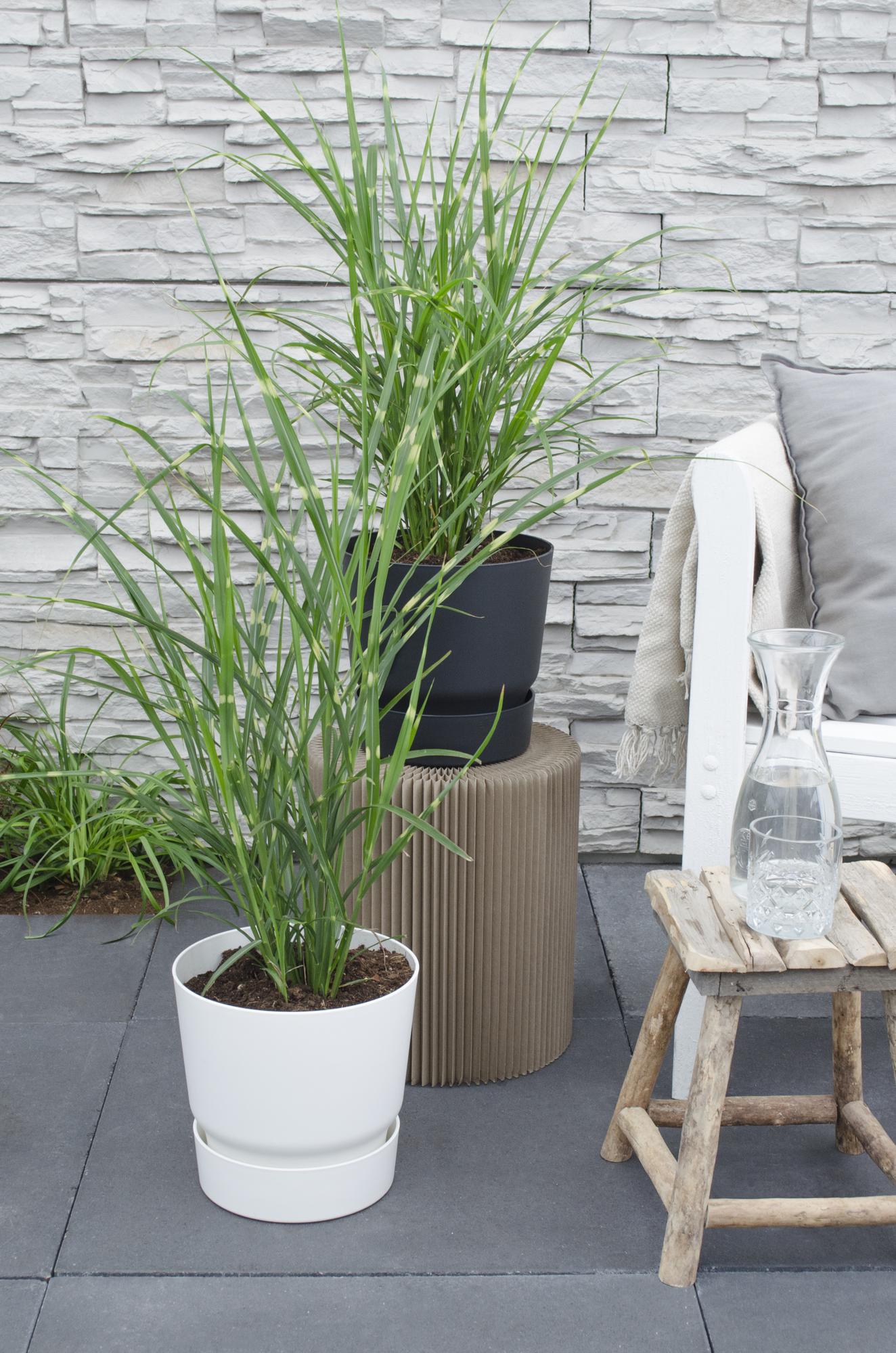 Miscanthus sinensis Strictus Zebra Gras Ø23cm | Pflanzfix24.de - Pflanzfix24.de