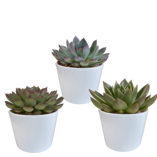 Echeveria-Mix 10,5 cm - 3x - in witte pot - Pflanzfix24.de - Pflanzfix24.de