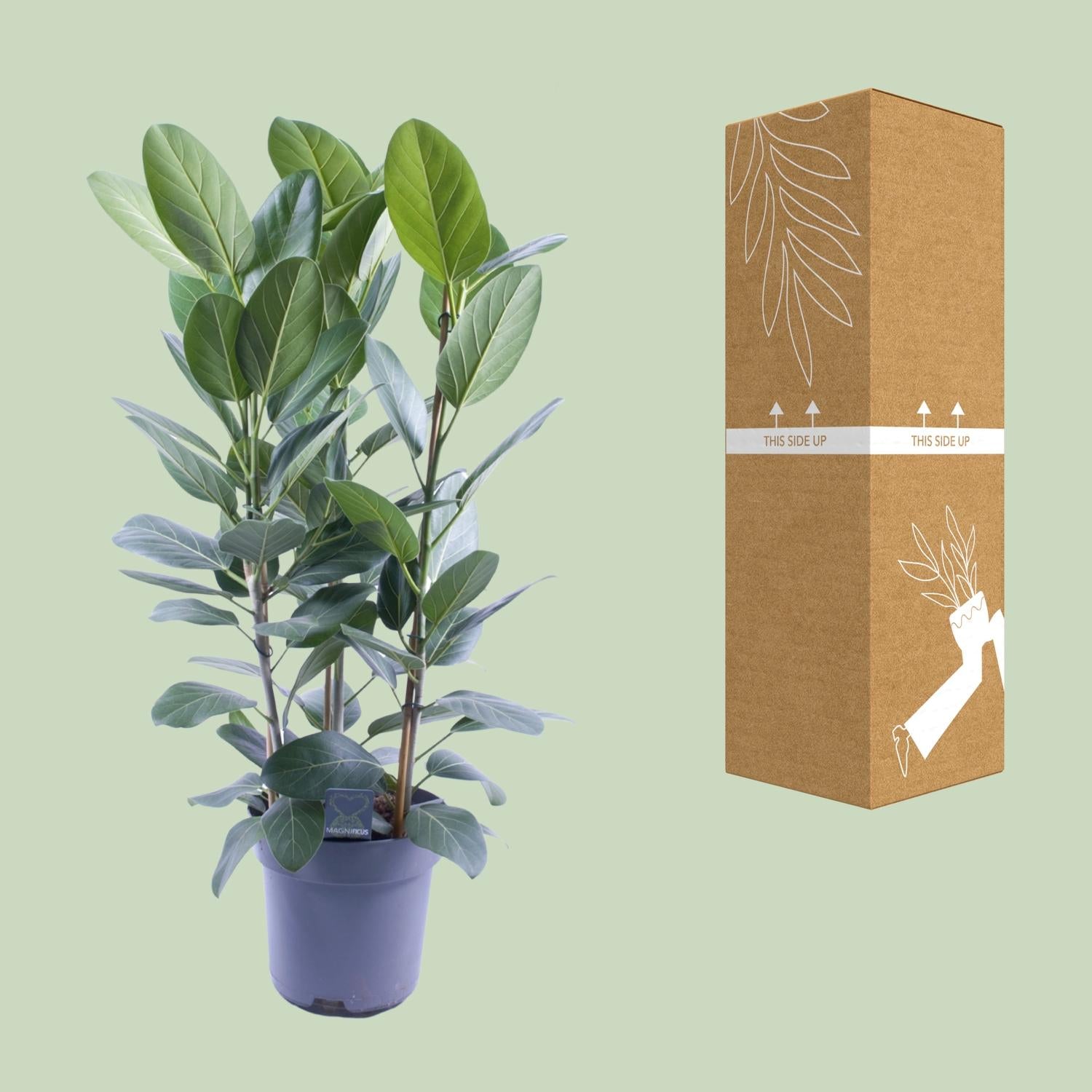 Ficus Audrey Toef 3 stekken - Ø27cm - ↕105cm - Pflanzfix24.de - Pflanzfix24.de