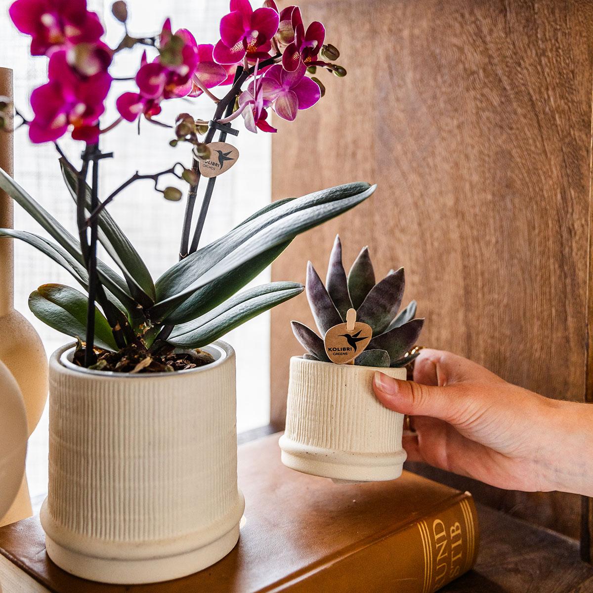 Bali Blumentopf Off White Ø6cm – Kleiner Keramiktopf mit Rillenstruktur für Sukkulenten | Kolibri Home pflanzfix24.de - Pflanzfix24.de