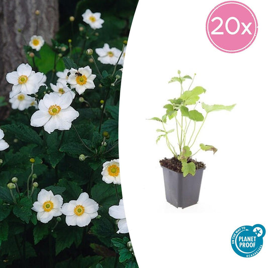 20x Anemone 'Honorine Jobert' – Weiße Herbstanemone für Garten & Beet | Pflanzfix24.de - Pflanzfix24.de