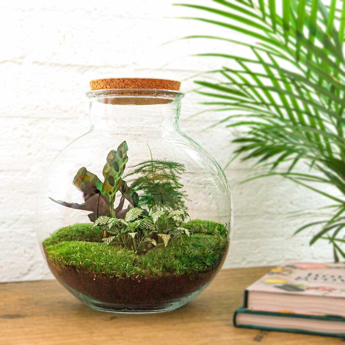 Flaschengarten - Bolder Bob - DIY Terrarium Set - Pflanzfix24.de - Pflanzfix24.de