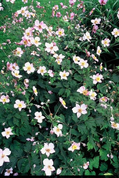 12x Anemone tom. 'Robustissima' – Purpurblaue Herbstanemone | Pflanzfix24.de - Pflanzfix24.de