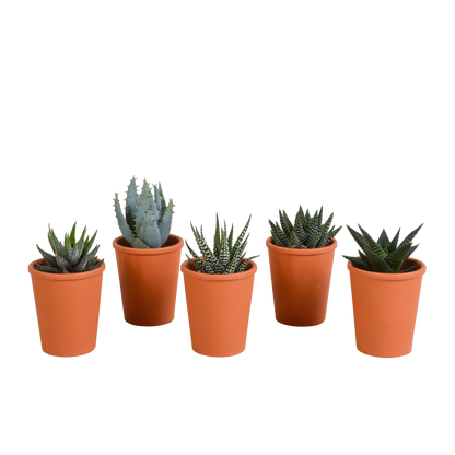 Gasteria/Haworthia-Mischung 5,5cm - 5x - in terracotta pot - Pflanzfix24.de - Pflanzfix24.de