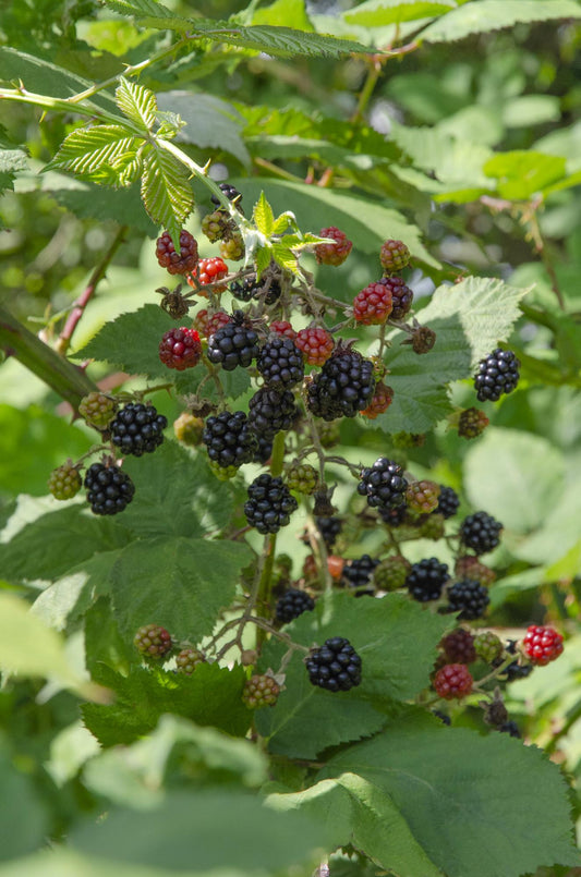 Rubus Lochness - Ø13cm - ↕45cm - Pflanzfix24
