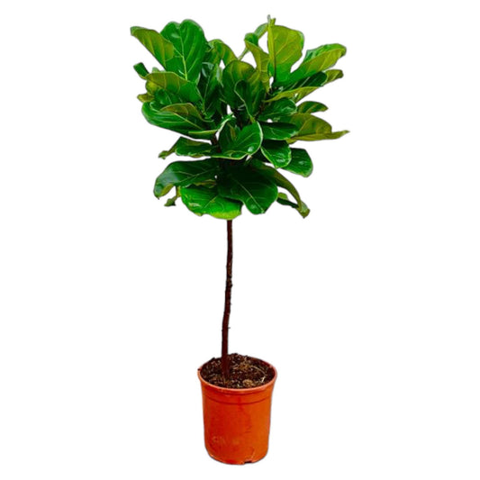 Ficus Lyrata stam - 130 cm - ø24 bei Pflanzfix24