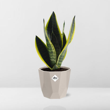 Sansevieria Futura Superba in ELHO b.for rock 14 cm warm grey - Pflanzfix24