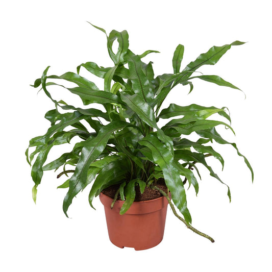 Microsorum Diversifolium - Känguru-Farn - Ø12cm - Pflanzfix24
