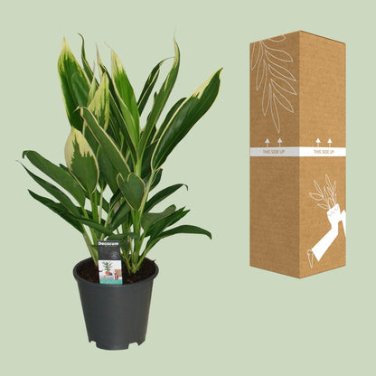 Cordyline New Conga - Ø19cm - ↕60cm - Pflanzfix24