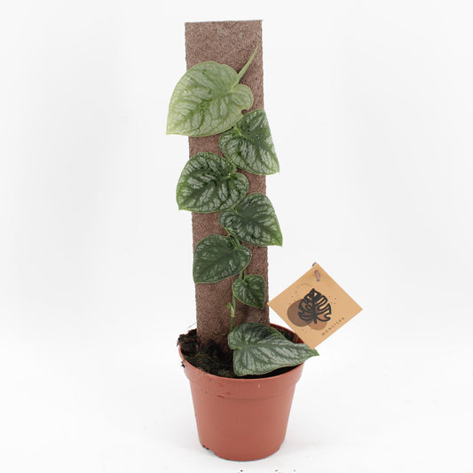 Monstera Dubia - Ø14cm - ↕46cm - Pflanzfix24
