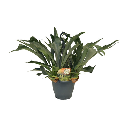 Platycerium Bifurcatum Hirschgeweihfarn Ø21cm – Pflanzfix24.de - Pflanzfix24.de