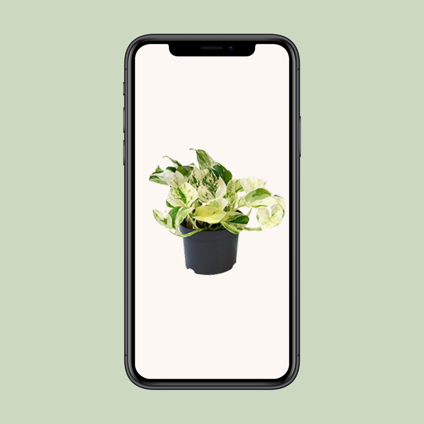 Epipremnum Marble Queen Ø12cm – pflegeleichte Geldpflanze | Pflanzfix24.de - Pflanzfix24.de