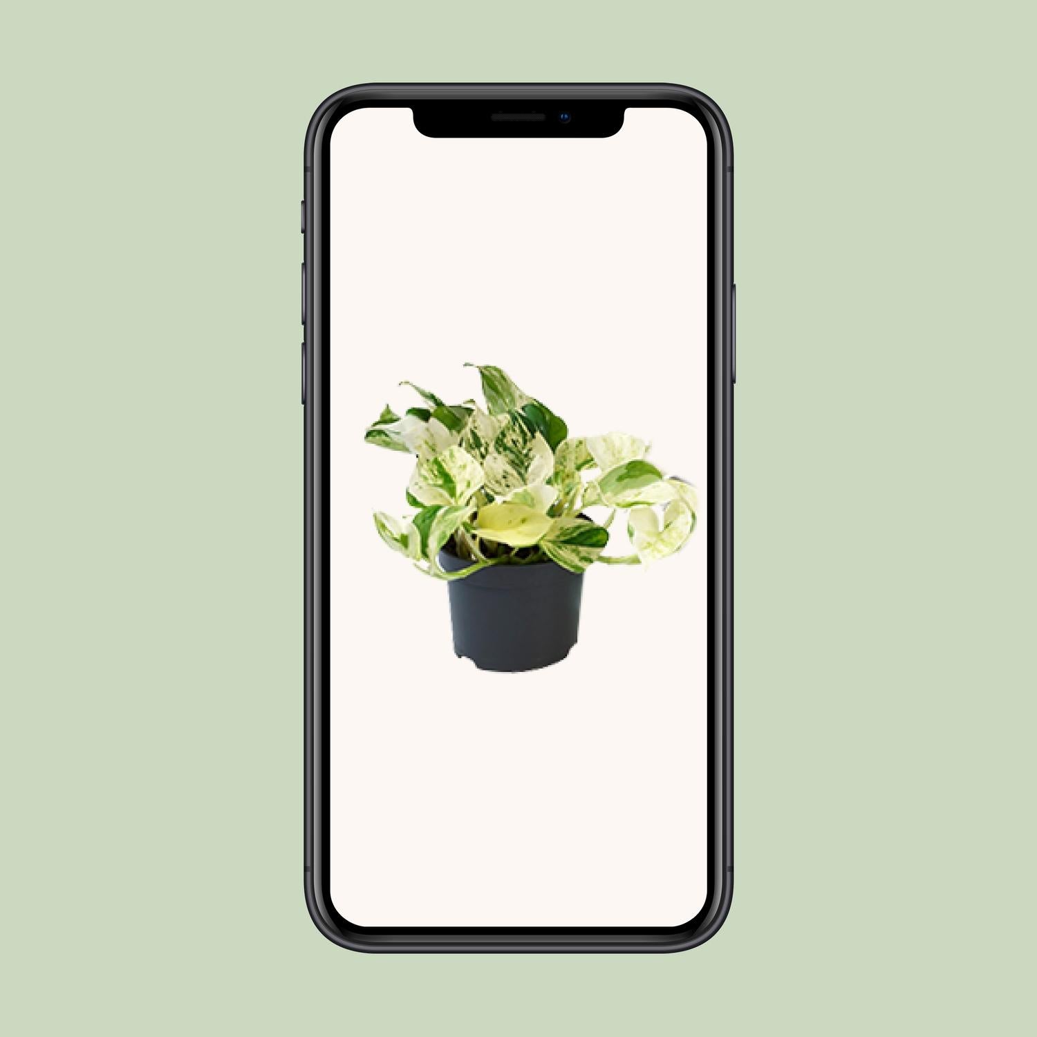 Epipremnum Marble Queen Ø12cm – pflegeleichte Geldpflanze | Pflanzfix24.de - Pflanzfix24.de