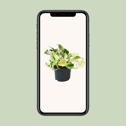 Epipremnum Marble Queen Ø12cm – pflegeleichte Geldpflanze | Pflanzfix24.de - Pflanzfix24.de