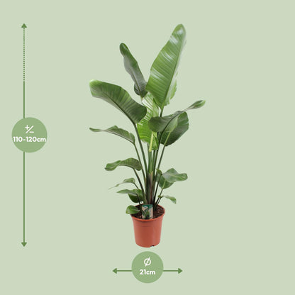 Strelitzia Nicolai 21 cm - Pflanzfix24