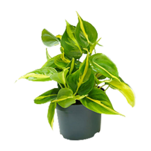 Philodendron Scandens Brasil 15cm Ø12cm – Zimmerpflanze | Pflanzfix24.de - Pflanzfix24.de