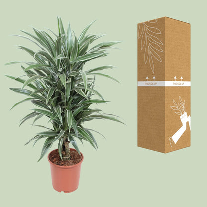 Dracaena Warneckei - Pflanzfix24