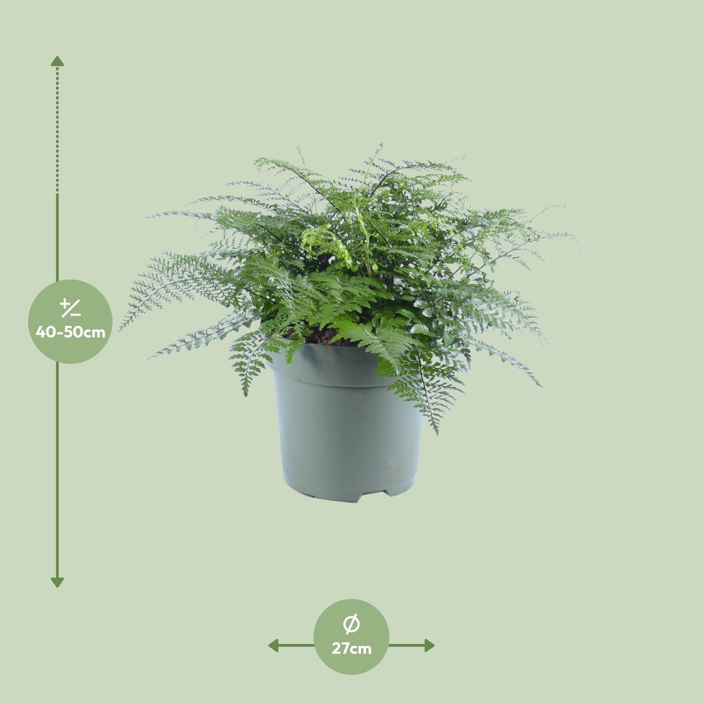 Asplenium Parvati - Ø27cm - ↕50cm - Pflanzfix24