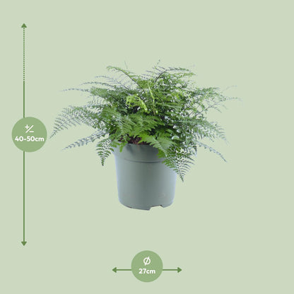 Asplenium Parvati - Ø27cm - ↕50cm - Pflanzfix24