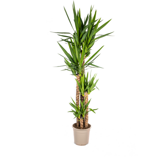 Yucca Elephantipes Ø27cm | Zimmerpflanze 150-170cm – Pflanzfix24.de - Pflanzfix24.de