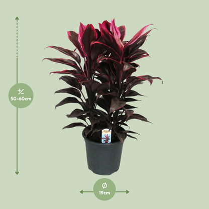 Cordyline Mambo - Ø19cm - ↕55cm - Pflanzfix24