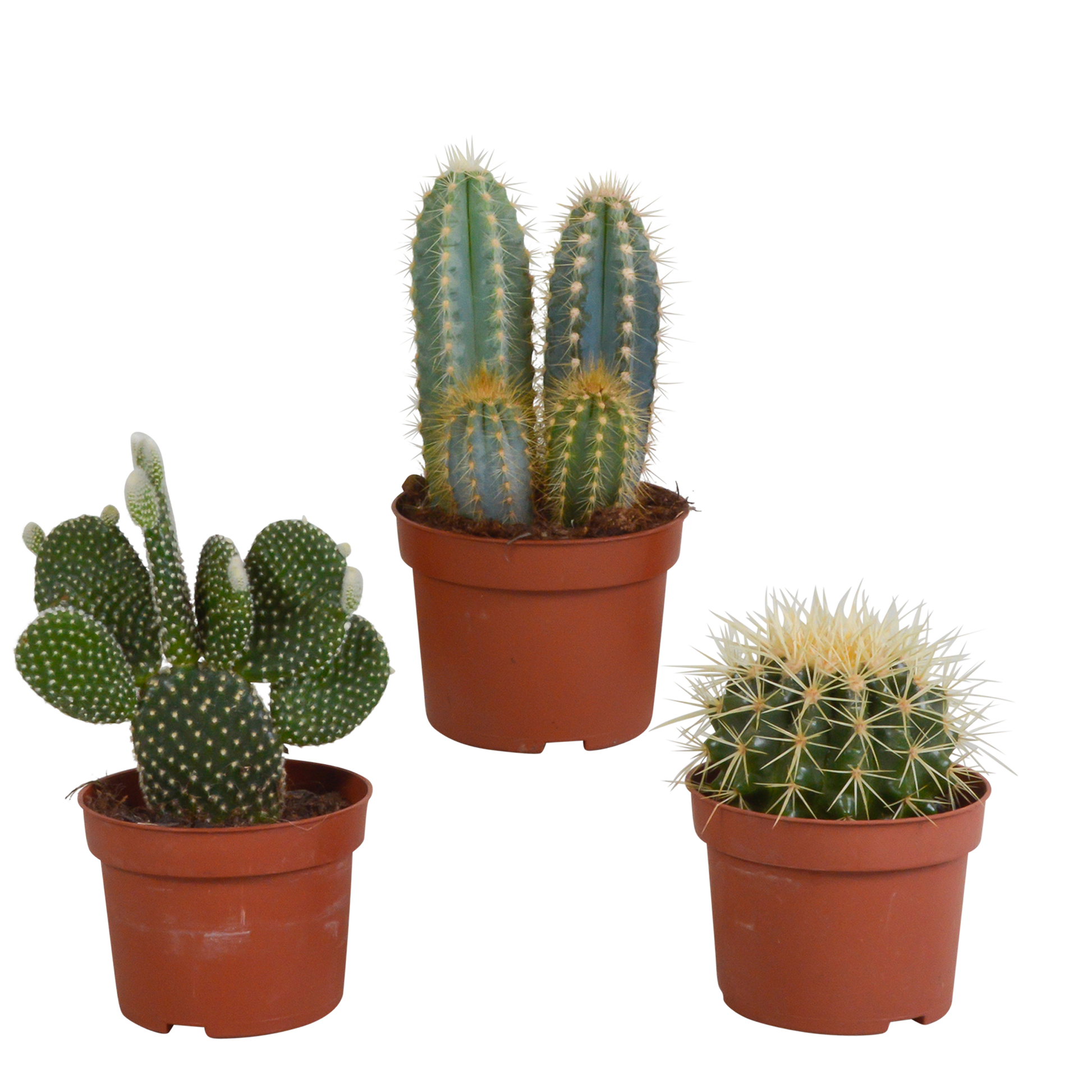 Kakteenmischung 10,5 cm - 3x - zonder pot | Pflanzfix24.de - Pflanzfix24.de