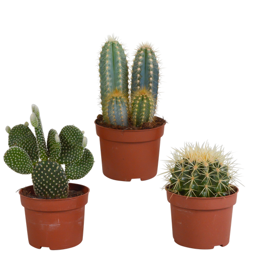 Kakteenmischung 10,5 cm - 3x - zonder pot | Pflanzfix24.de - Pflanzfix24.de